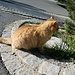 leider bleibt die schöne Katze in Arven zurück ;-)