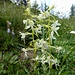 eine weitere hübsche Orchidee