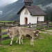 ...auf der Alm...