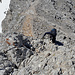 Unterwegs zwischen Großem und Kleinem Gjaidstein - Abstieg über eine etwas steilere Stufe.