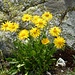 Nice flowers - I saw many of these today.<br />Not Arnika (Arnica montana), but Clusius' Gemswurz (Doronicum clusii).