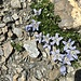 In der Geröllwüste gabs eine unglaubliche Vielfalt an Blumen, hier nur eine kurze Auswahl