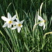 939 Grandalla: Blume des Landes (weisse Narzisse) 
