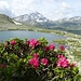 Alpenrosen vor dem Under Surettasee