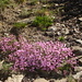 951 Blumen mitten im Weg 