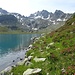 Am mit Alpenrosen gesäumten Ufer zum Turrasee hinten
