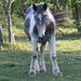Ein Pferd am Wegesrand