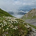 Blühende Landschaften auch in Südtirol.