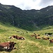 Idylle (ohne Hirt) bei der Alp de Barna