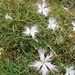 Estese fioriture di piccoli garofani.