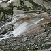 über schöne Gletscherschliffplatten fliesst der Diechterbach zu Tale
