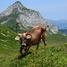 Nein, sie ist nicht etwa im Begriff, sich niederzuknien. Sie setzt gerade zum Spurt auf mich an! Da ist es in Sekundenschnelle aus mit der Alpenromantik und ein Adrenalinschub sorgt auch meinerseits für einen schnellen Antritt.