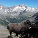 tierisch gut.....die Tour!