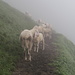 Schafe im Nebel. 