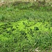 Das Foto ist ohne Farbverstärker aufgenommen! So schönes grünes Moos haben wir erst einmal auf dem Safierberg angetroffen.