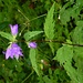 Nesselblättrige Glockenblume (Campanula trachelium).