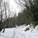 Strada nel bosco