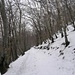 Strada nel bosco