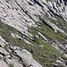 Steinwild unterhalb des Einstiegs