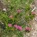 Still a few alpenrose flowers in August.