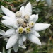 Edelweis<br />(Leontopodium alpinum)