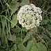 Daucus carota L.<br />Apiaceae<br /><br />Carota selvatica<br />Carotte sauvage<br />Rüebli, Wilde Möhre, Wilde Rübe