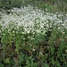 Erigeron annus (L.) Desf.<br />Asteraceae<br /><br />Cespica annua<br />Vergerette annuelle<br />Einjähriges Berufkraut, Einjähriges Feinstrahl