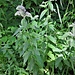 Mentha longifolia (L.) Huds.<br />Lamiaceae<br /><br />Menta selvatica<br />Menthe à longues feuilles<br />Ross-Minze, Langblättrige Minze<br />