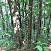 Dopo anni di trascuratezza il parco ha deciso di prendersi cura del bosco ed ha proceduto alla segnalazione degli alberi da tagliare.