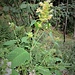 Galeopsis tetrahit L.<br />Lamiaceae<br /><br />Canapetta comune, Canapa selvatica<br />Ortie royale, Galéopsis tétrahit<br />Stechender Hohlzahn, Glure<br />