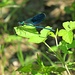 Una libellula confidente: ve ne sono centinaia ma poche si posano tanto a lungo da lasciarsi fotografare.