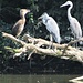 Un paio di Aironi cenerini ed un altro uccello a me sconosciuto, forse un pullo della coppia, sul Lago di Morozzo.