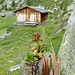 War das etwa einst eine weiße Alpenrose?