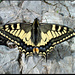 Schwalbenschwanz (Papilio machaon): touch, klick and go auf dem Ochsen
