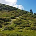 Tausende Alpenrosen zieren unser Weg zu den Surettaseen