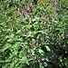 Prenanthes purpurea L.<br />Asteraceae<br /><br />Lattuga montana<br />Prénanthe pourpre<br />Hasenlattich, Purpurlattich