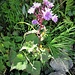 Cicerbita alpina (L.) Wallr.<br />Asteraceae<br /><br />Cicerbita violetta<br />Laitue des Alpes, Cicerbite des Alpes<br />Alpen-Milchlattich