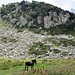 Un mulo nei pressi del rifugio Garelli.