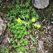 Saxifraga aizoides L.<br />Saxifragaceae<br /><br />Sassifraga cigliata<br />Saxifrage des ruisseaux, Saxifrage ciliée<br />Bewimperter Steinbrech, Bach-Steinbrech