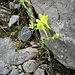 Linaria supina (L.) Chaz.<br />Plantaginaceae<br /><br />Linaria dei serpentini<br />Linaria couchée<br />Niederliegendes Leinkraut