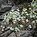 Saxifraga caesia L.<br />Saxifragaceae<br /><br />Sassifraga verdazzurra<br />Saxifrage bleuatre<br />Blaugrüner Steinbrech, Hechtblauer Steinbrech<br /><br />
