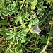 Alchemilla subsericea Reut.<br />Rosaceae<br /><br />Ventaglina alpina<br />Alchèmille peu soyeuse