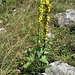 Verbascun nigrum L.<br />Scrophulariaceae<br /><br />Verbasco nero<br />Molène noire<br />Dunkles Wolkraut, Dunkle Königskerze