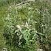 Mentha longifolia (L.) Huds.<br />Lamiaceae<br /><br />Menta selvatica<br />Menthe à longues feuilles<br />Ross-Minze, Langblättrige Minze