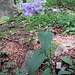 Campanula trachelium L.<br />Campanulaceae<br /><br />Campanula selvatica<br />Campanule gantelée<br />Nesselblättrige Glockenblume