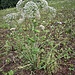 Angelica sylvestris L.<br />Apiaceae<br /><br />Angelica selvatica<br />Angélique sauvage<br />Wilde Brustwurz, Wald-Engelwurz