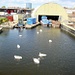 Swan Pond 