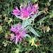 Centaurea uniflora Turra<br />Asteraceae<br /><br />Centaurea ad un capolino, Fiordaliso unifloro<br />Centaurée à un capitule, Centaurée uniflore<br />Einköpfige Flockenblume