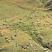 Una mandria di vacche piemontesi nel pascolo intorno al Gias Gruppetti.