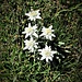 Leontopodium alpinum Cass.<br />Asteraceae<br /><br />Stella alpina, Edelweiss<br />Edelweiss<br />Edelweiss